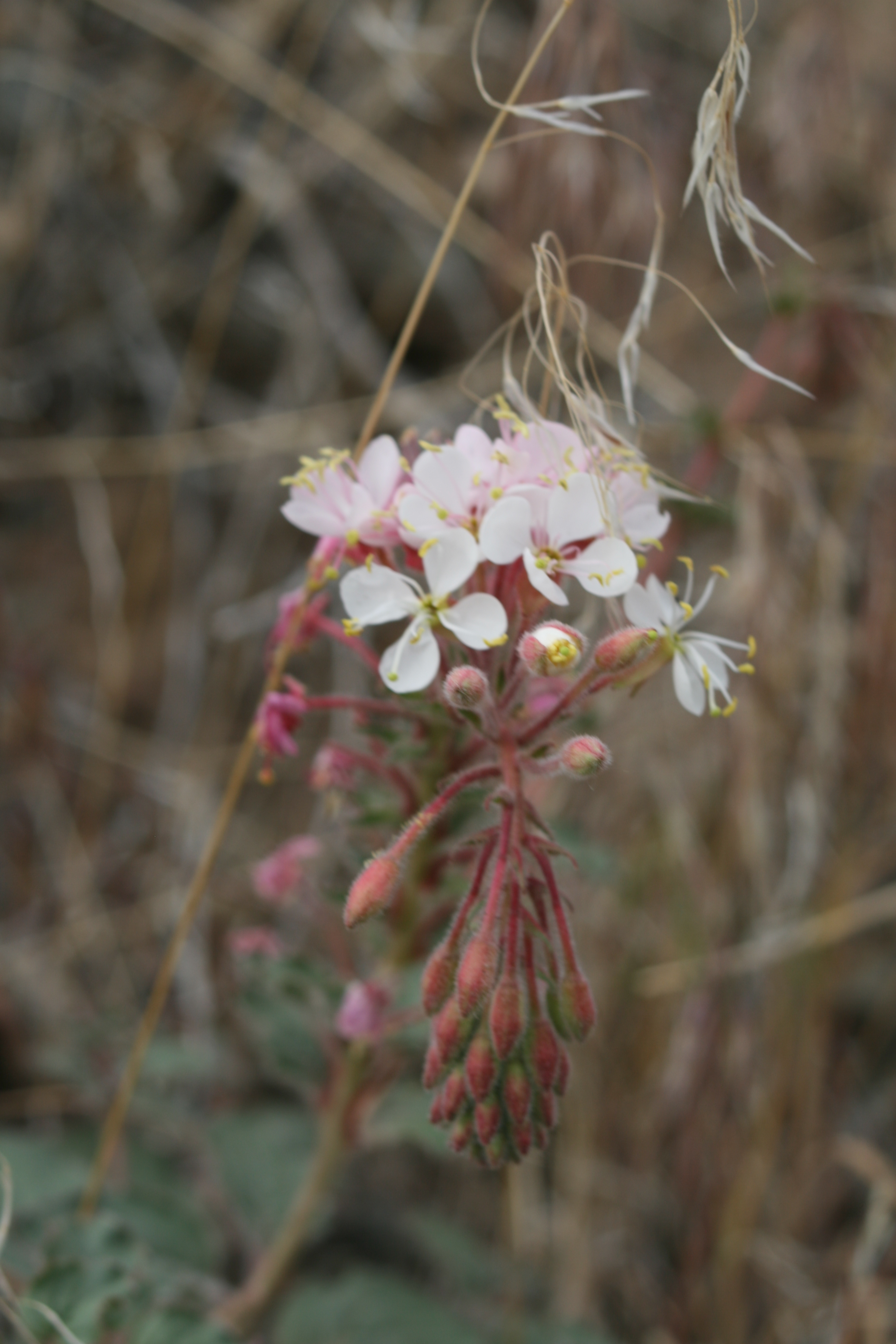 Booths evening-primrose(Camissonia boothii )
